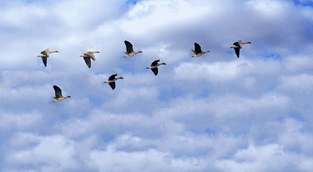 燕子飞行图动态图片