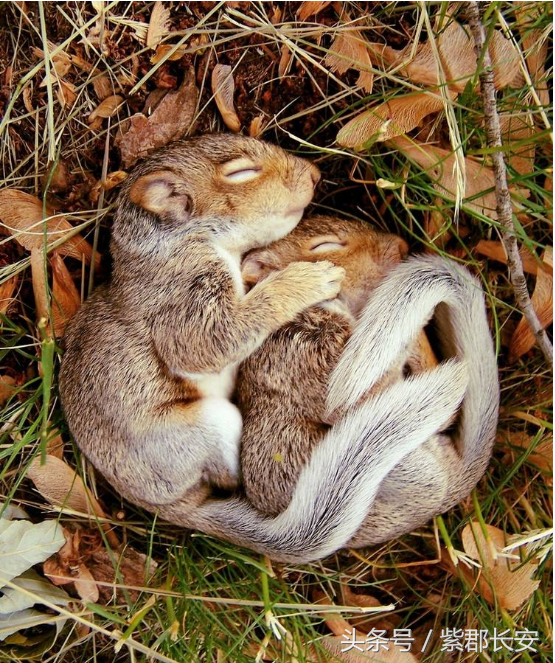 金花松鼠冬眠图片