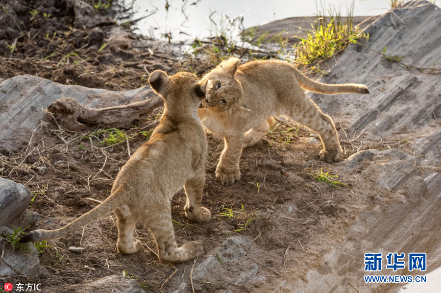 摄影师拍肯尼亚小狮子暖心画面 勾肩搭背鼓励同伴