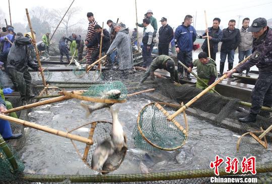 野鸡扣图片