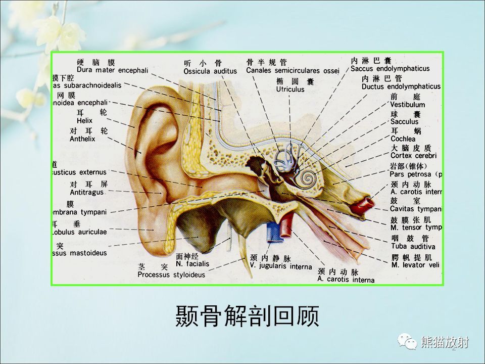 颞部解剖层次图谱图片