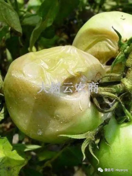 細菌性軟腐病危害症狀危害特徵:番茄細菌性軟腐病多出現在生長期,主要