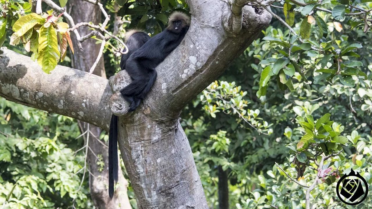 印度烏葉猴,這個展區更好,和惠靈頓動物園的馬來熊展區類似(詳情請戳