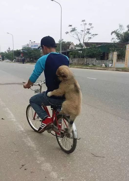 哈士奇坐摩托車走紅後各位網友都po出了這些圖厲害了