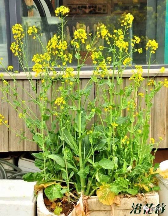 來一盆油菜花如何