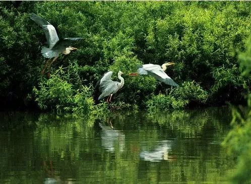 可見放眼望去,煙波浩渺的湖面上在橫縣西津國家溼地公園西津湖風光