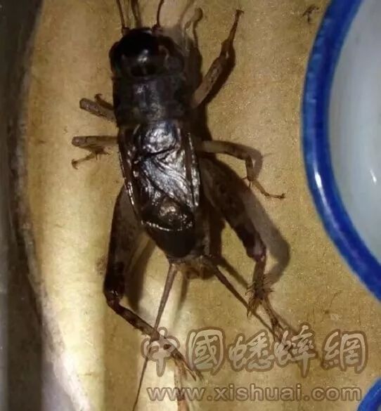 143号选手:宁阳紫壳白牙