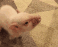 猪吃白菜动图图片