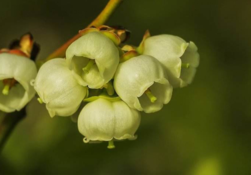 大棚藍莓開花碧奧特熊蜂來授粉