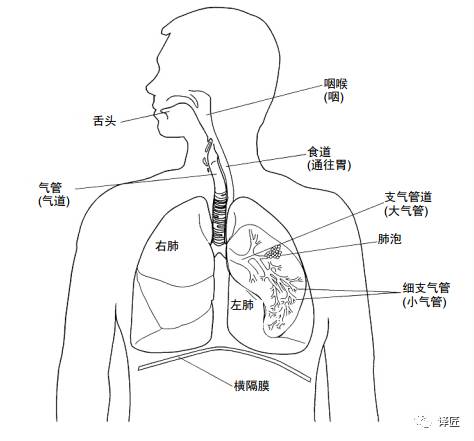 喉咙和气管的位置图片图片