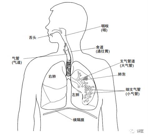 人的全身气管位置图图片