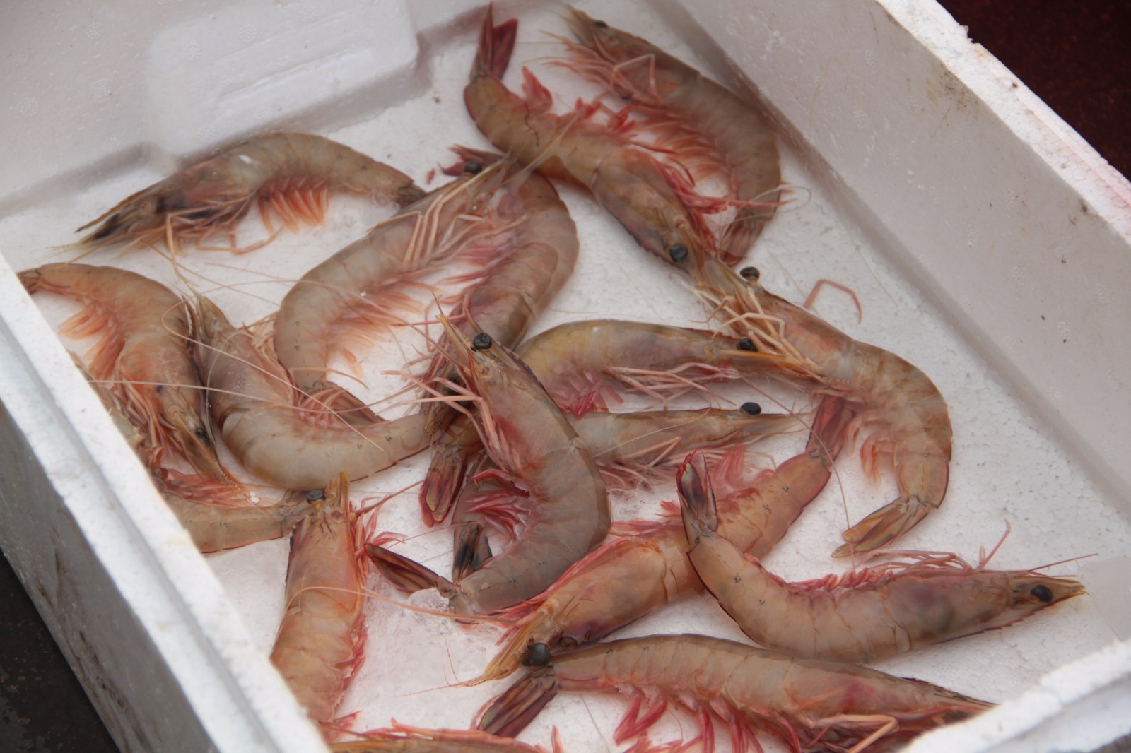 青岛网红海捕大虾每只45元,顾客抢着买