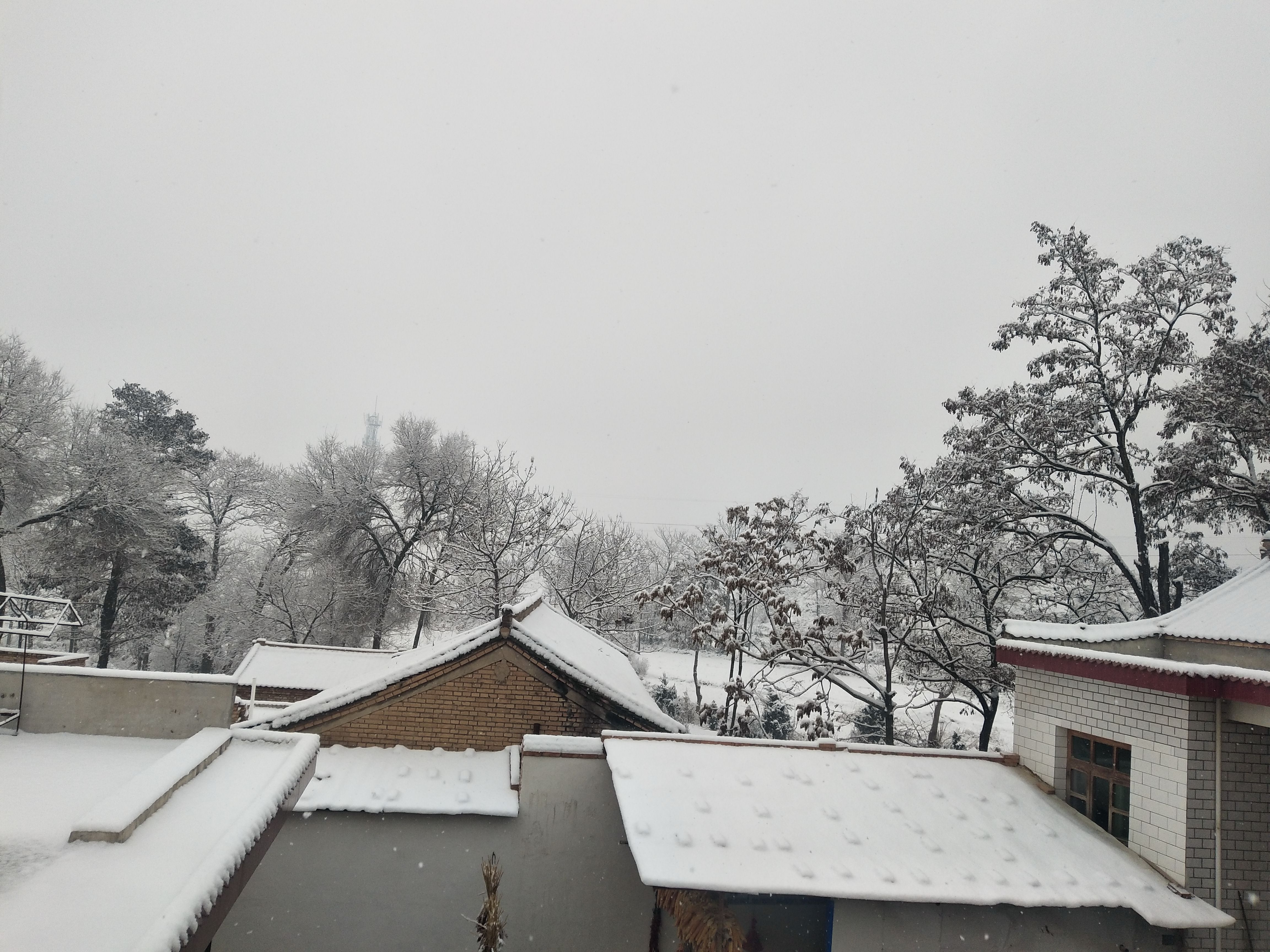 农村下雪照片真实图片