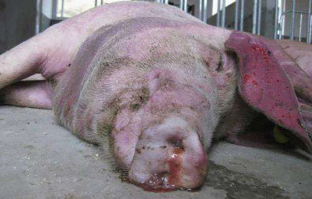 猪流感症状图片死亡率图片