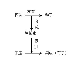 无籽西瓜培育原理图解图片