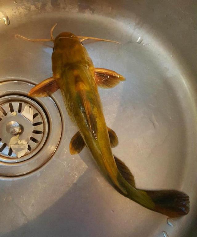 钓起一条快五斤的黄颡鱼,长到这么大得要多少年?