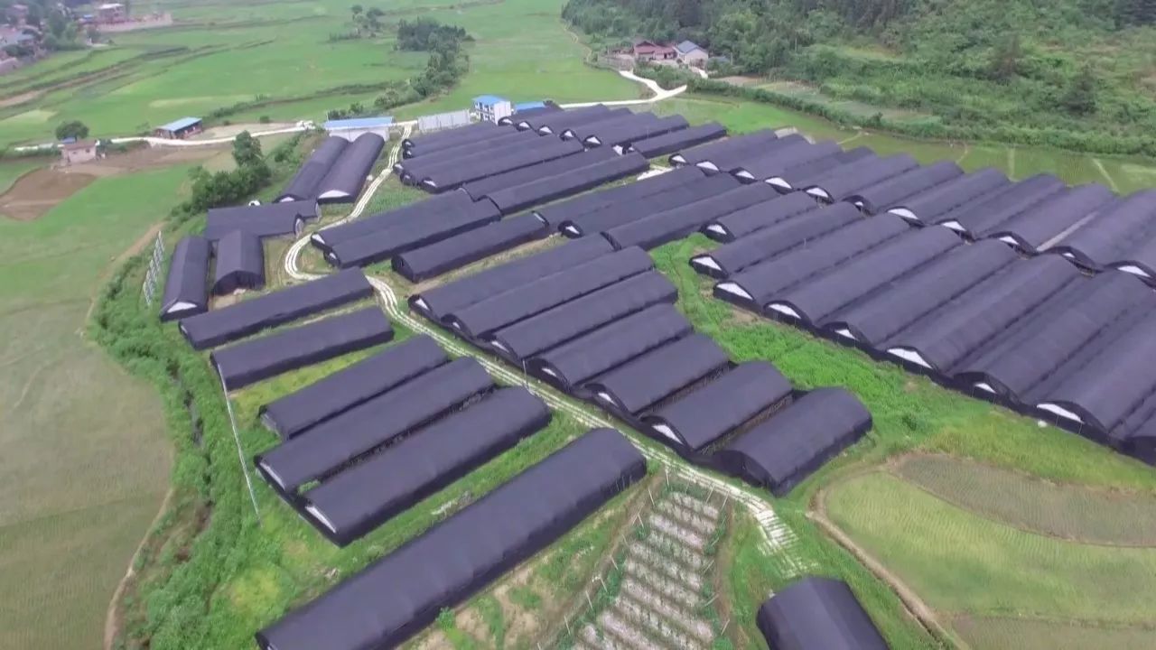 辽宁食用菌种植基地图片