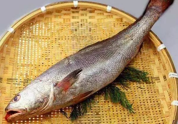 每天认识一种鱼105丨鮸鱼物美价廉其貌不扬的石首鱼