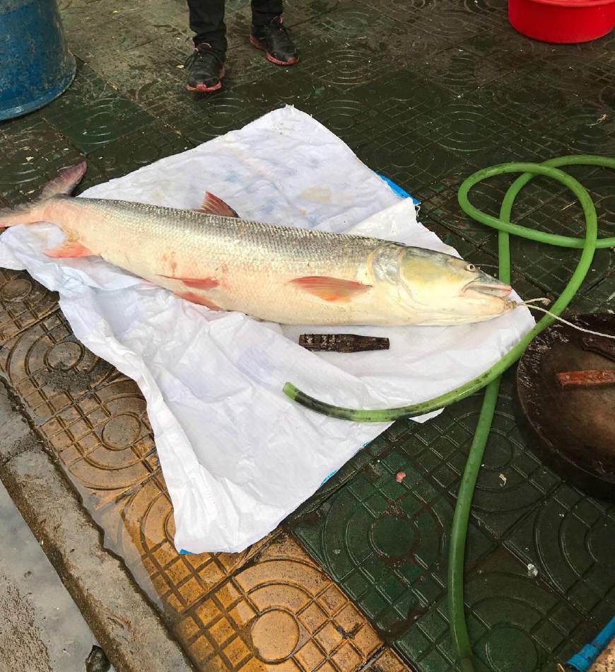 地笼捕获一群小鱼,引来长江最大掠食者,一百三十公分长