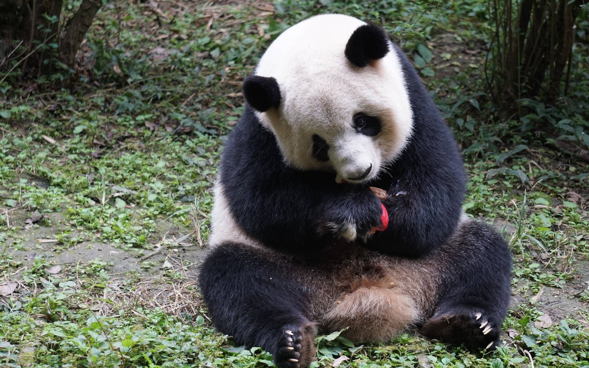 大熊猫思缘图片