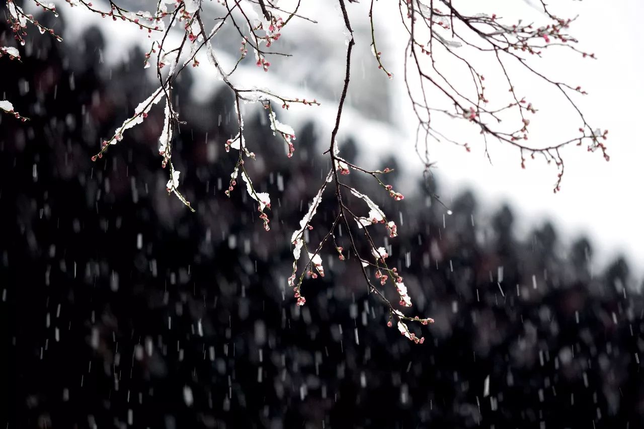 凤城初雪,美成一首《踏莎行》