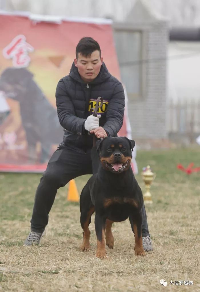 中国名犬介绍karlosblackpearfrompanovic卡洛斯