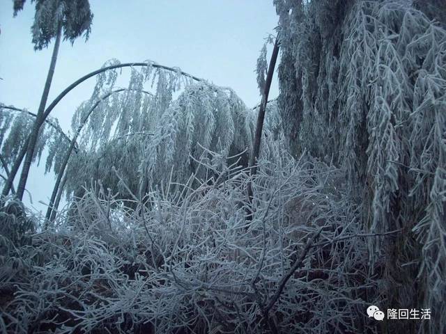 隆回2018年的第一场雪!绝美雾凇让你体验人间仙境!