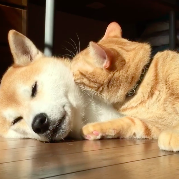 ins網友shibainu.gaku家養了一隻柴犬,一隻橘貓和一隻花狸貓.