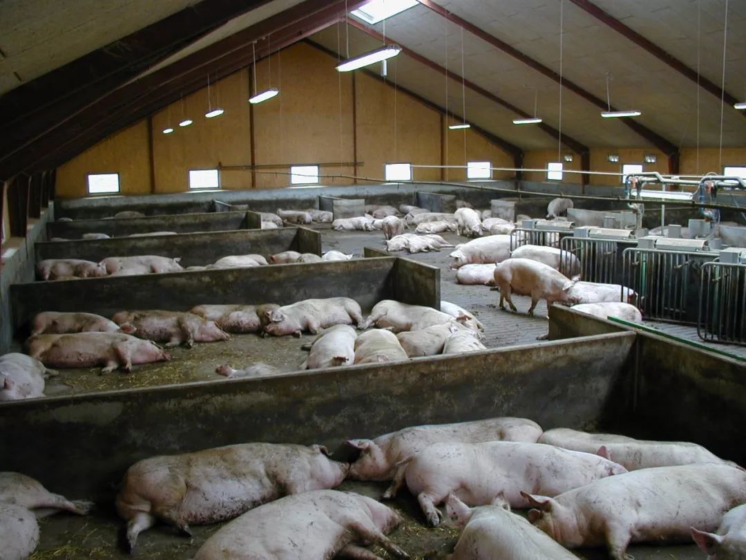 国内又落后了|国外规模猪场以采用自动饲喂站管理母猪群!