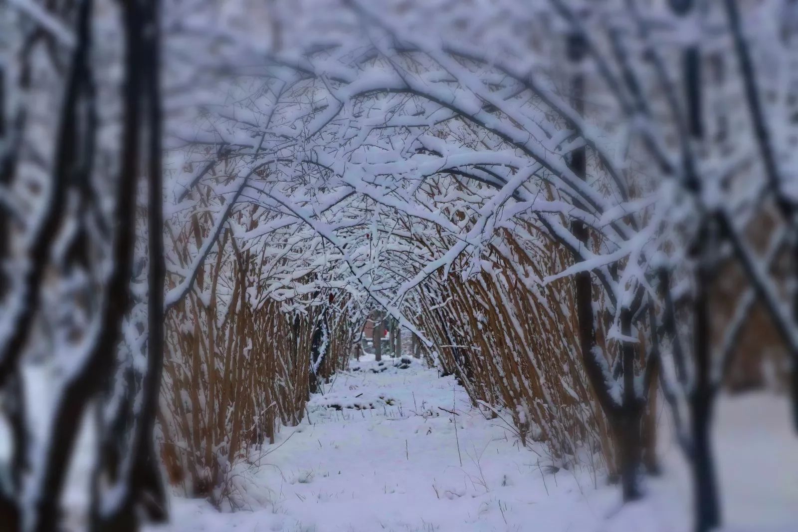 微淮信整個朋友圈都在下雪而我的手機裡