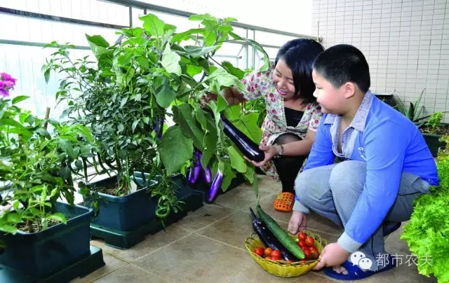 好看又好吃 16个阳台蔬菜种植案例