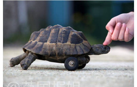 那些裝上義肢的動物們, 可愛到爆