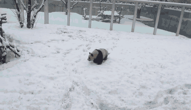 嗨!西安秦岭野生动物园大熊猫雪中撒欢,萌翻全世界!