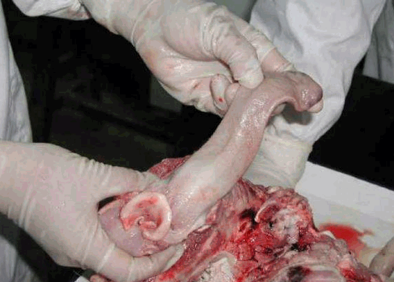 猪的扁桃体位置示意图图片