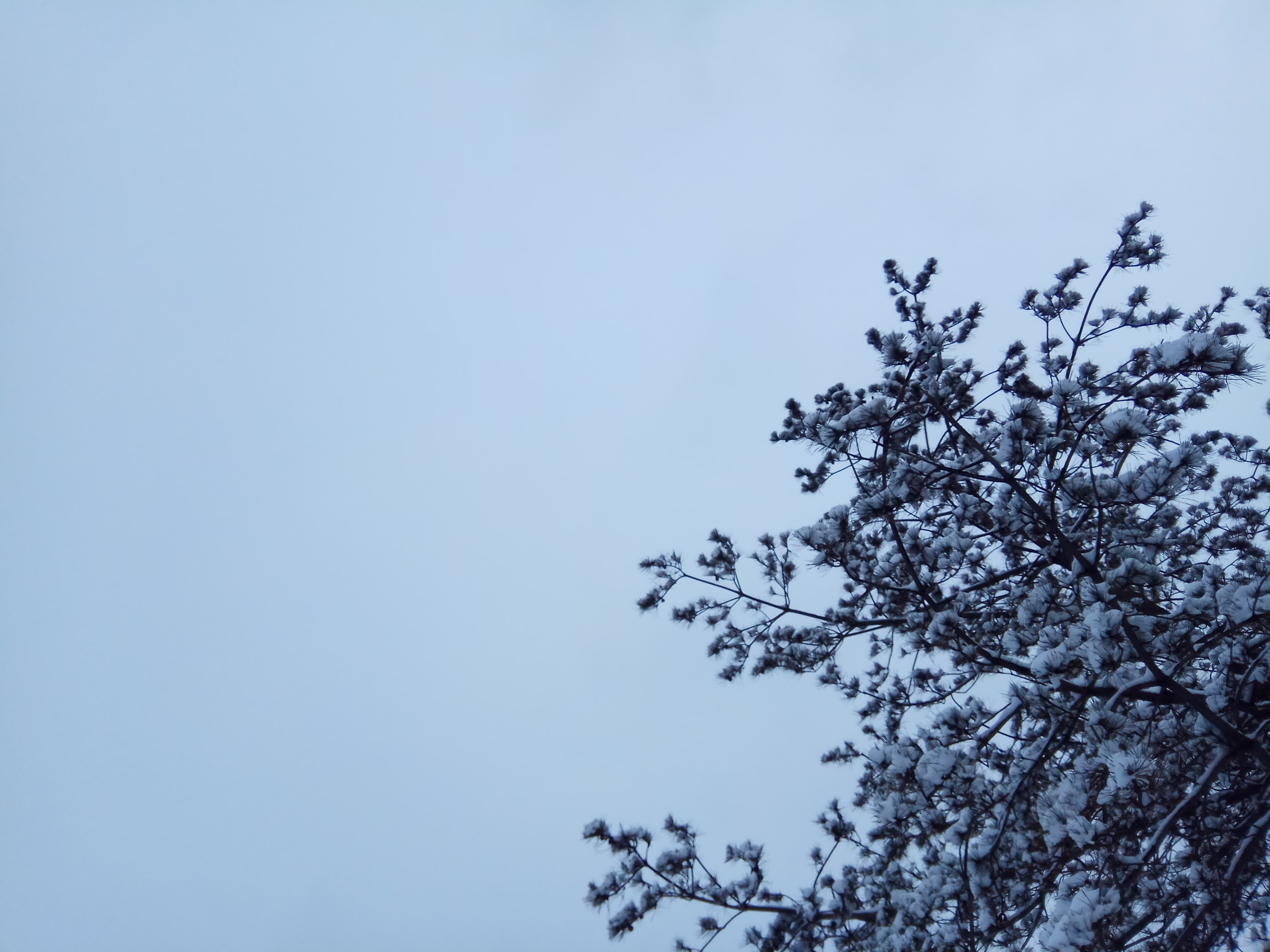 第一场雪图片 背景图片