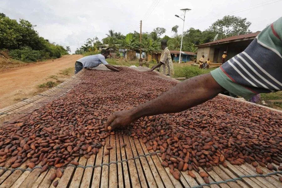 西非国家科特迪瓦和加纳是可可豆的两大重要产地,全球一半以上的