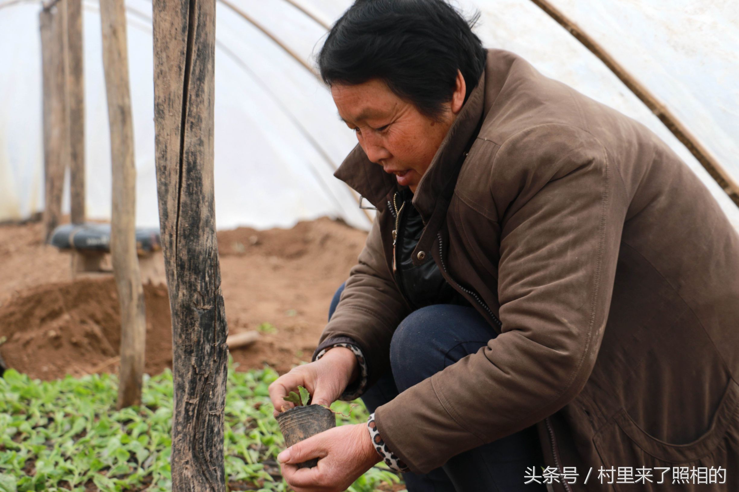 棚子裡忙活著的是大叔的愛人,她精心收拾著洋白菜苗,將每個小菜苗都種