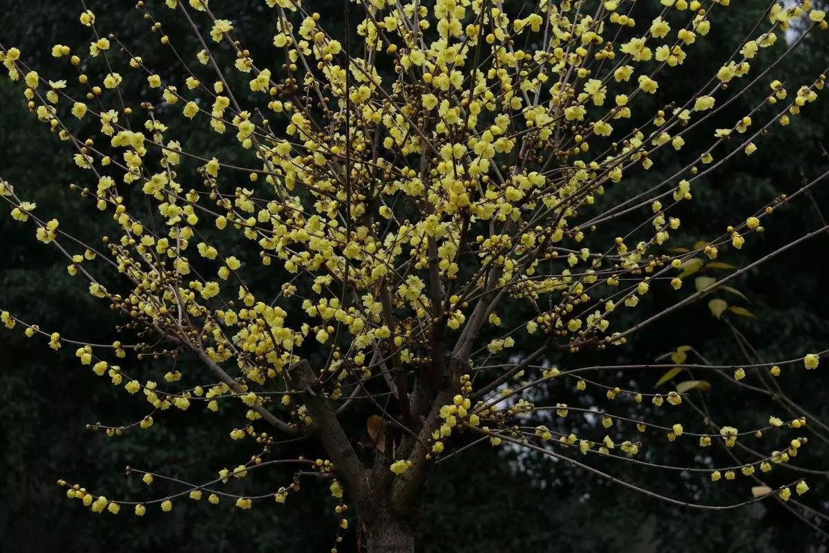 蜡梅并非梅