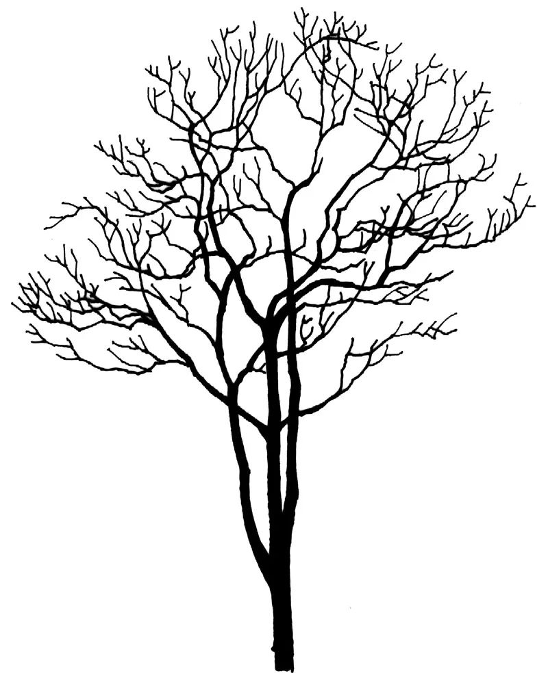 冬天不落叶的树简笔画图片