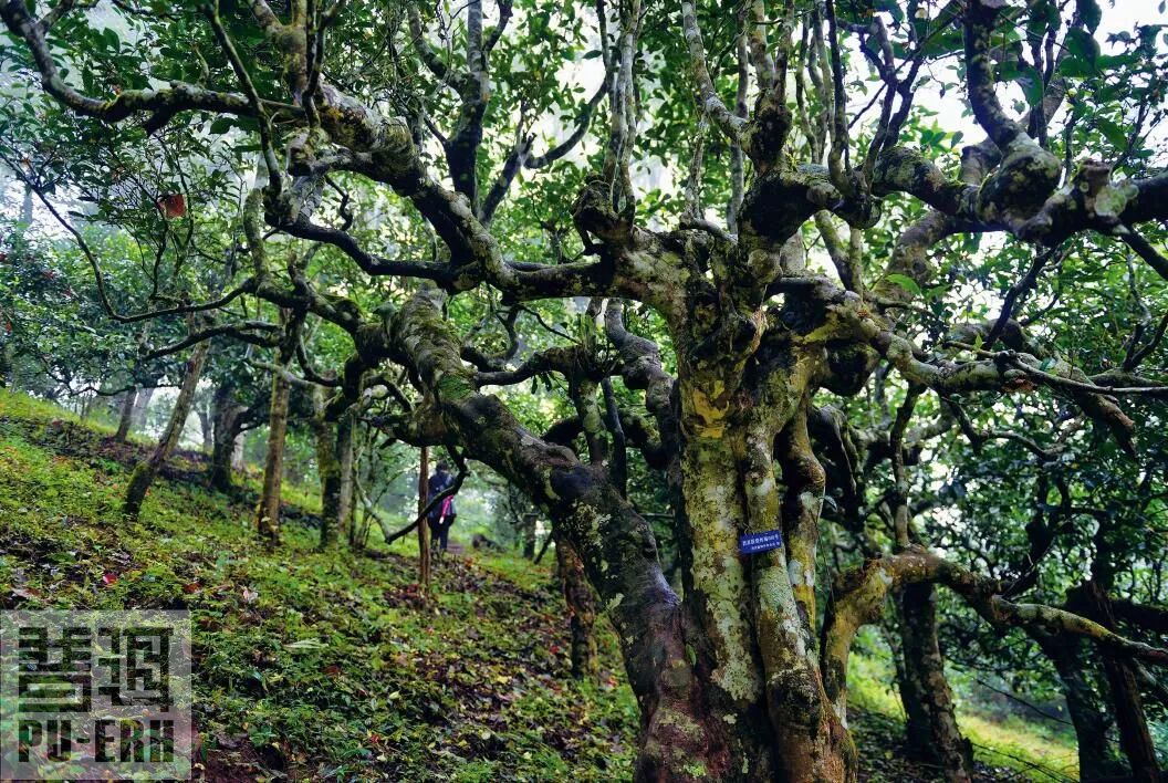 云南四大茶山图片