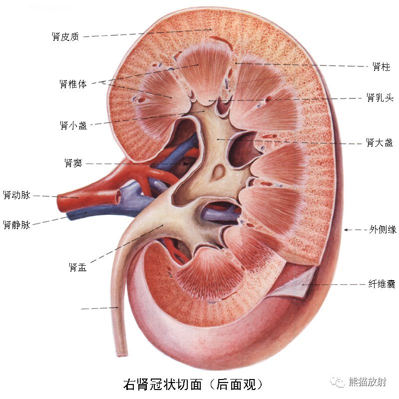 肾下极图片