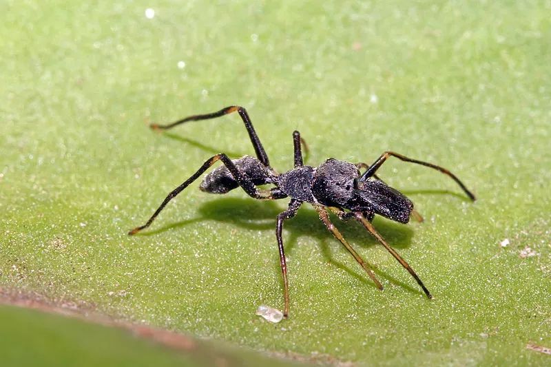 黑脚蚂蚁蜘蛛图片