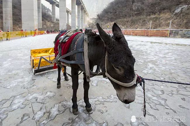 平順範師傅牽毛驢拉雪橇,300多米收20元,一天要跑十幾公里