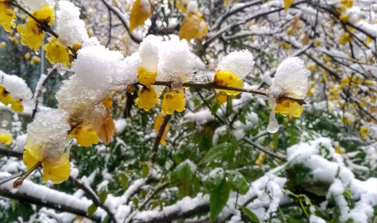 一个满眼白色的江宁可能风在吹,可能雪在下可能你在雪地上踏出一串