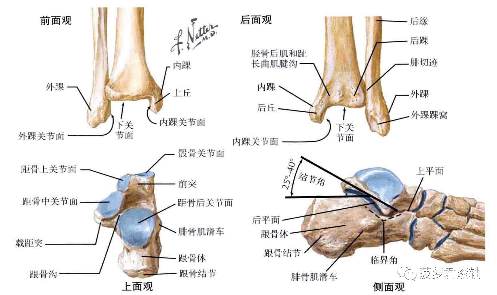 三踝骨折解剖图图片