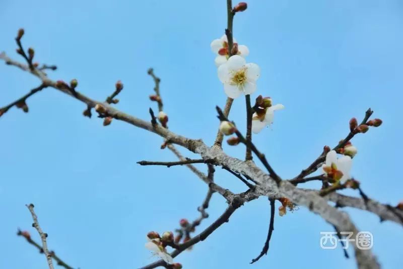 梁化梅園的梅花開了!滿天雪白的花雨,真的要美哭了