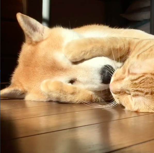 ins網友shibainu.gaku家養了一隻柴犬,一隻橘貓和一隻花狸貓.