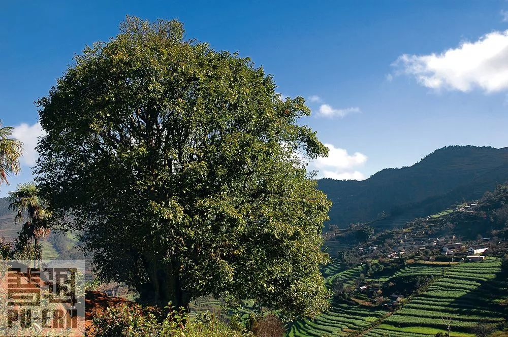 云南茶山,普洱之根