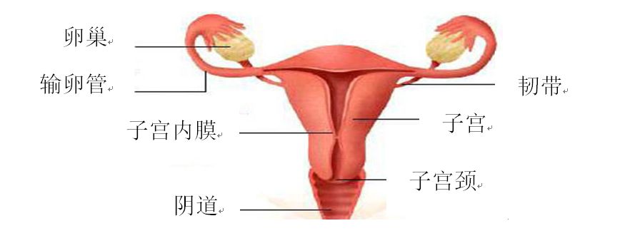 女性内生殖系统01卵巢:产生卵子,分泌雌性激素