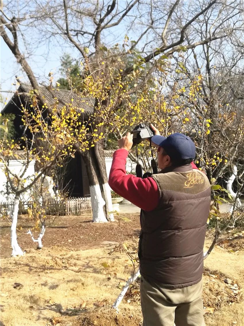 河南鄢陵腊梅基地图片